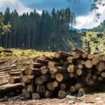 Справу лісників та власників пилорам із Житомирщини, які незаконно продавали ліс, передано до суду