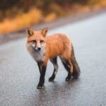 У Звягелі виявили сказ у дикої лисиці: на одній із вулиць ввели карантин, ще шість — під загрозою