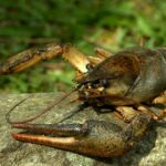 Штраф понад 3300 грн за штуку: на Житомирщині вводиться заборона на вилов раків
