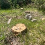 На Коростенщині виявили незаконну вирубку тополь: екосистемі завдано збитків на 33 тисячі гривень