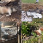 Загибель понад 50 корів: керівнику підприємства на Звягельщині оголошено підозру