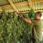 Зерно, сіно та віники з кропиви: лісівники Житомирщини й Київщини рятуватимуть диких тварин від зимового голоду