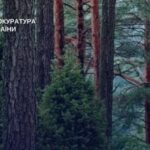 Державі повернули 16 гектарів лісу, які незаконно віддали Коростишівській міськраді під пасовища