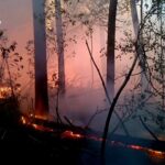 У заповіднику «Древлянський» на Коростенщині спалахнула лісова пожежа: вогонь охопив 4 гектари