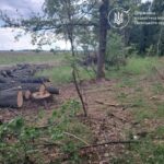 Громада заплатить за чорних лісорубів: суд стягне з Потіївської сільради 2,5 млн грн за зрубані дуби