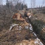 Апеляційний суд зобов’язав Малинську міську раду сплатити понад 1,5 мільйона гривень за незаконне вирубування дерев.