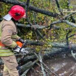 У Коростені через негоду дерево вирвало з корінням: воно впало на припарковану автівку